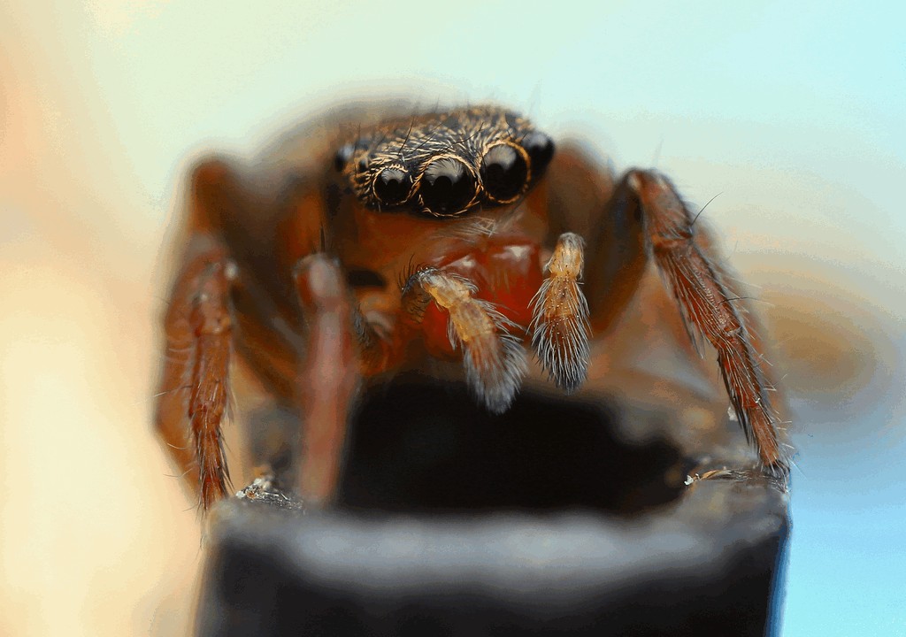 Euophrys_frontalis-6.jpg