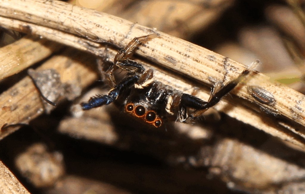 Euophrys_frontalis-7.jpg