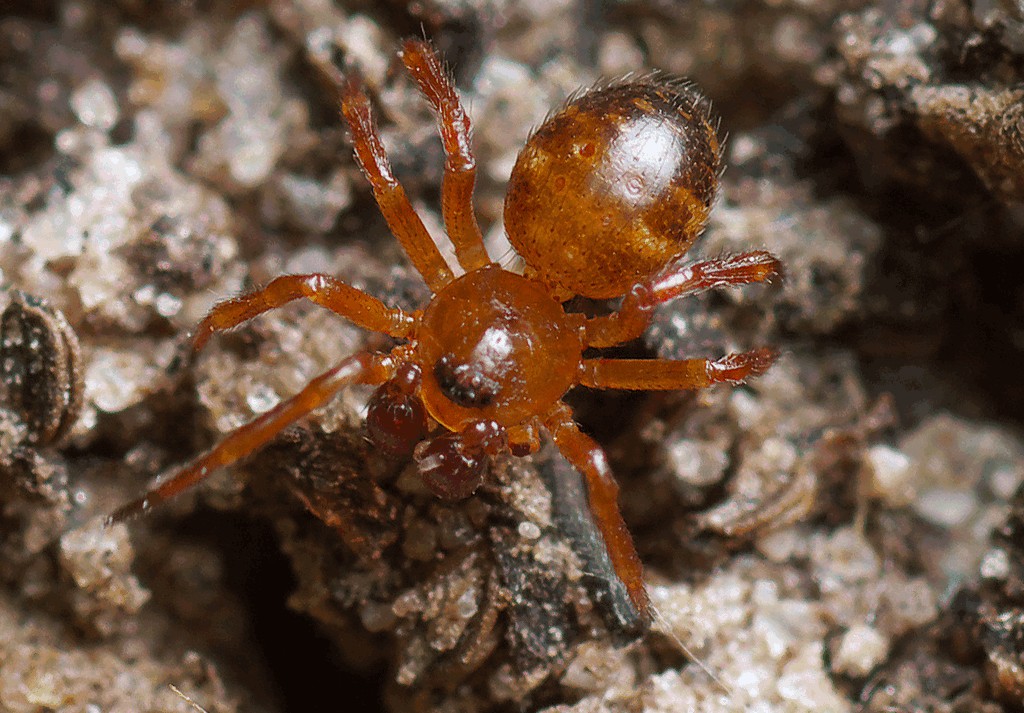 Euryopis_flavomaculata-0.jpg