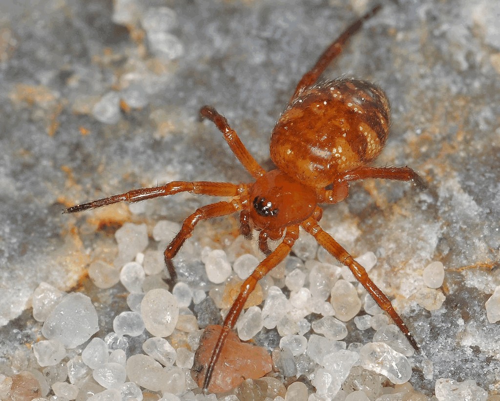 Euryopis_flavomaculata-1.jpg