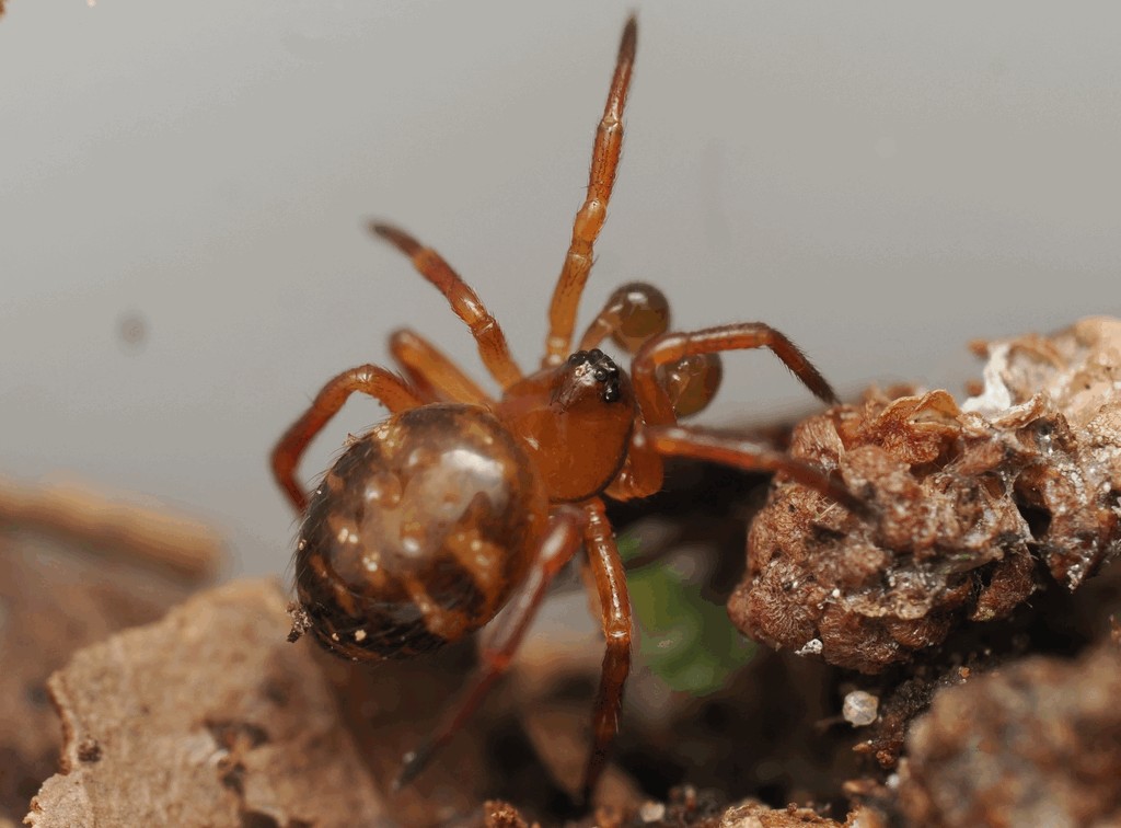 Euryopis_flavomaculata-2-1.jpg