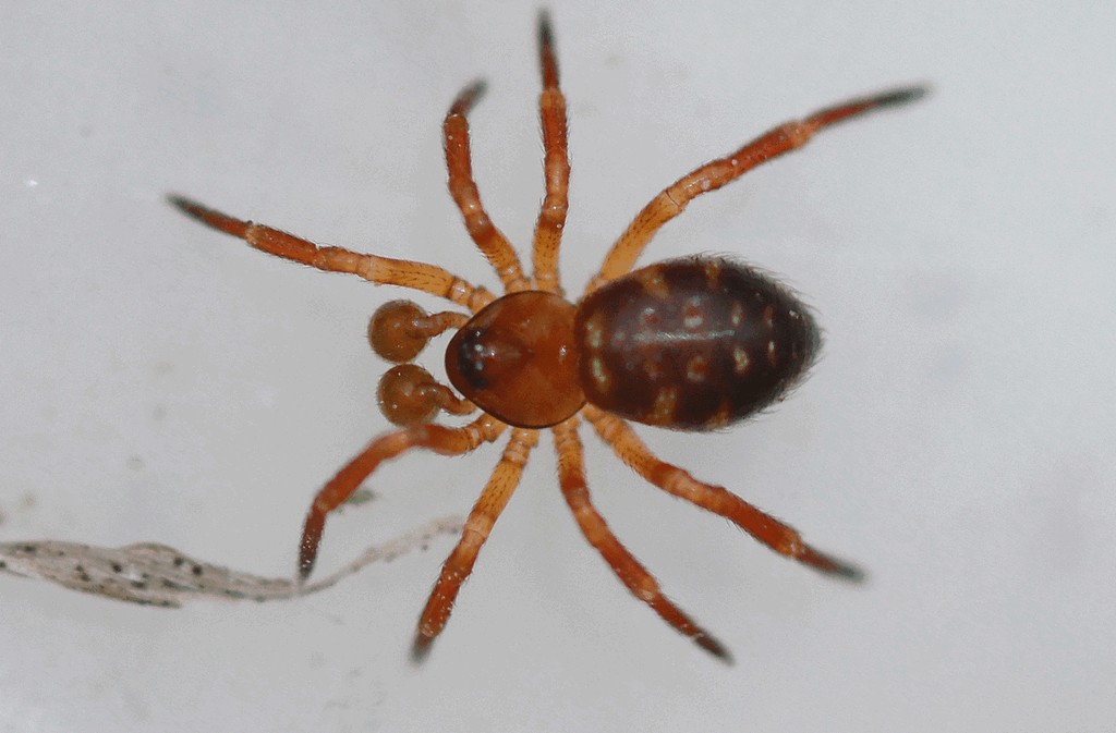 Euryopis_flavomaculata-4.jpg
