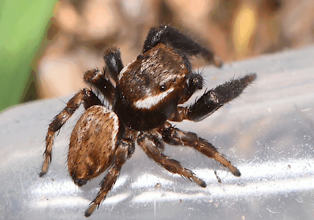 Evarcha_laetabunda-1.jpg