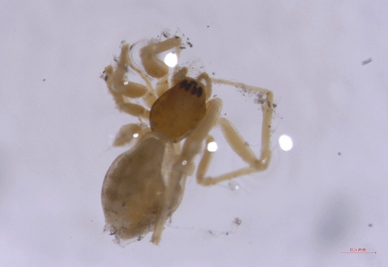 Formiphantes_lephthyphantiformis-1.jpg