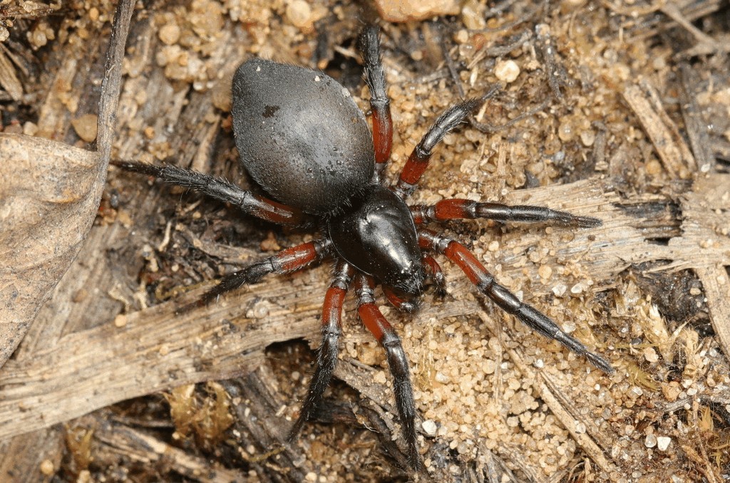Gnaphosa_bicolor-1.jpg