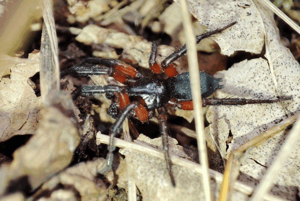 Gnaphosa_bicolor-2.jpg