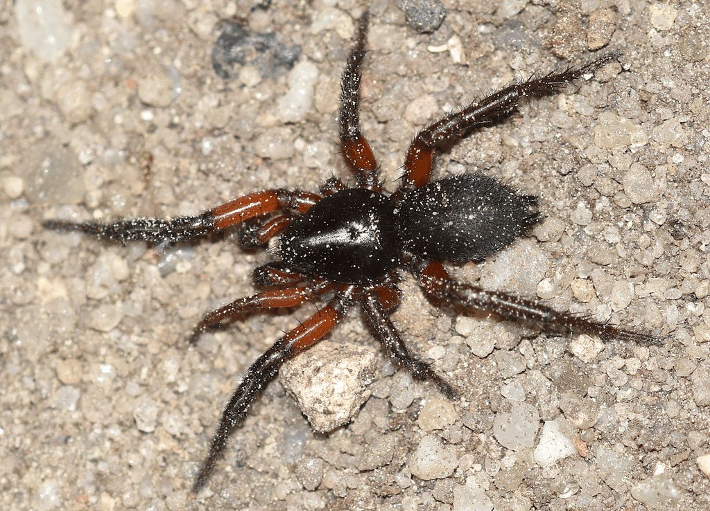 Gnaphosa_bicolor-3.jpg