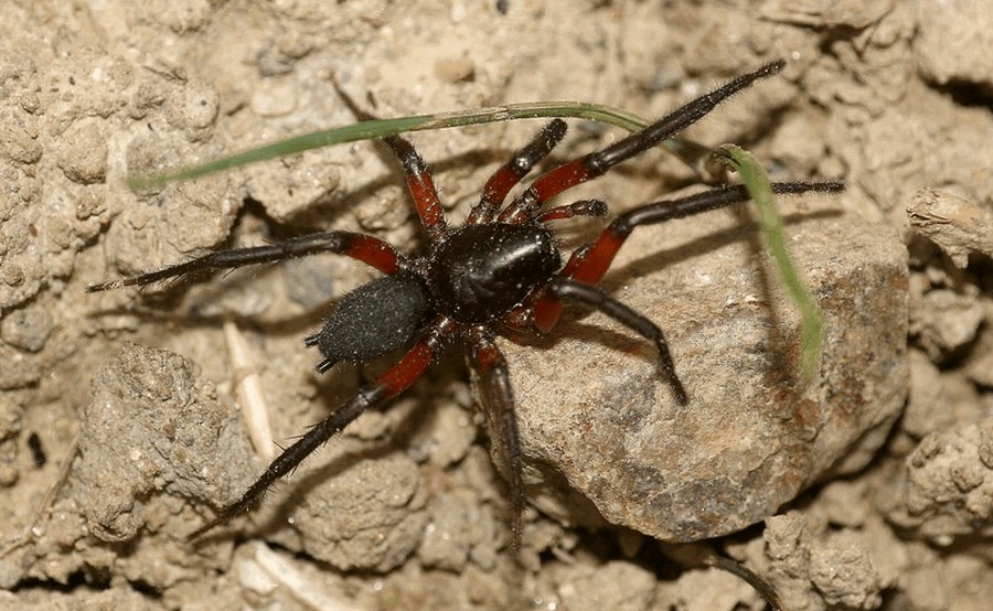 Gnaphosa_bicolor-4.jpg