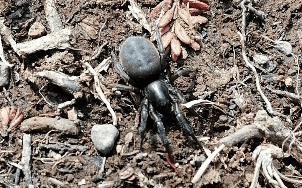 Gnaphosa_lapponum-3.jpg