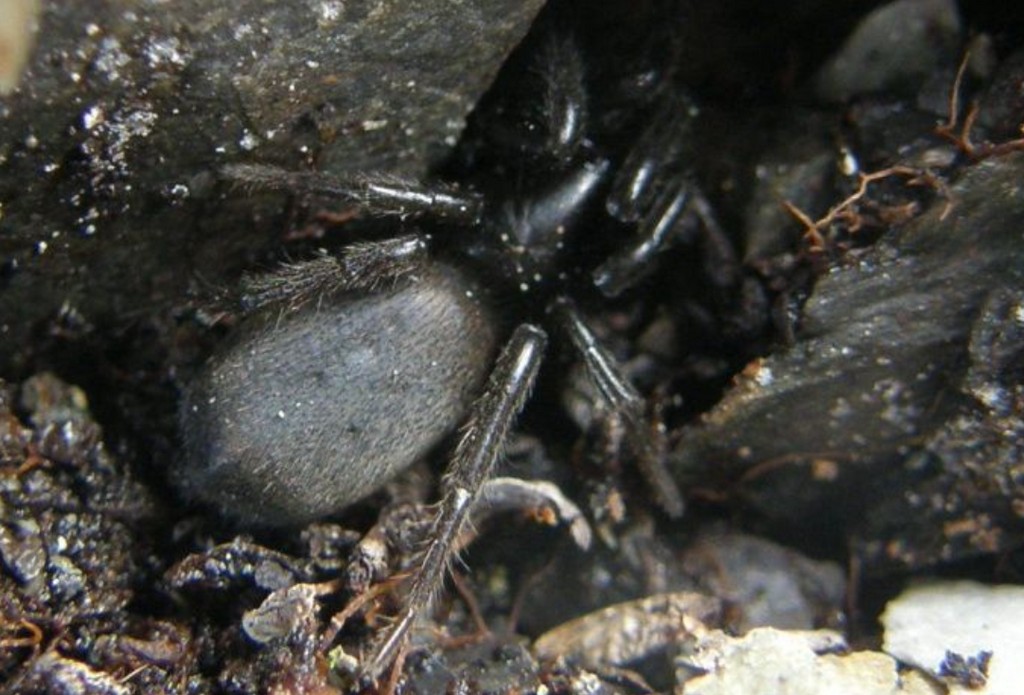 Gnaphosa_lapponum-4.jpg