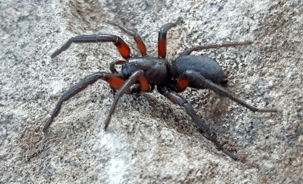 Gnaphosa_lucifuga-2.jpg
