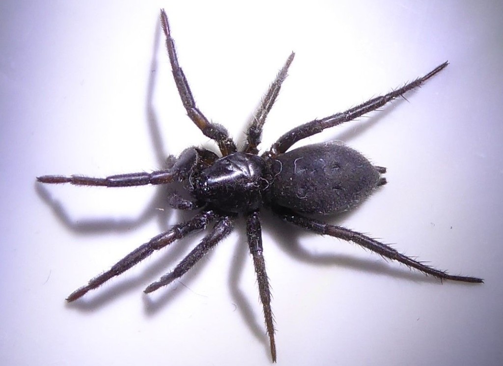 Gnaphosa_montana-4.jpg