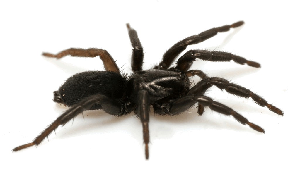 Gnaphosa_nigerrima-1.jpg