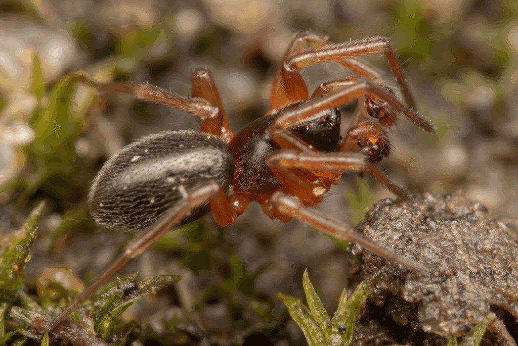 Gnathonarium_dentatum-1.jpg