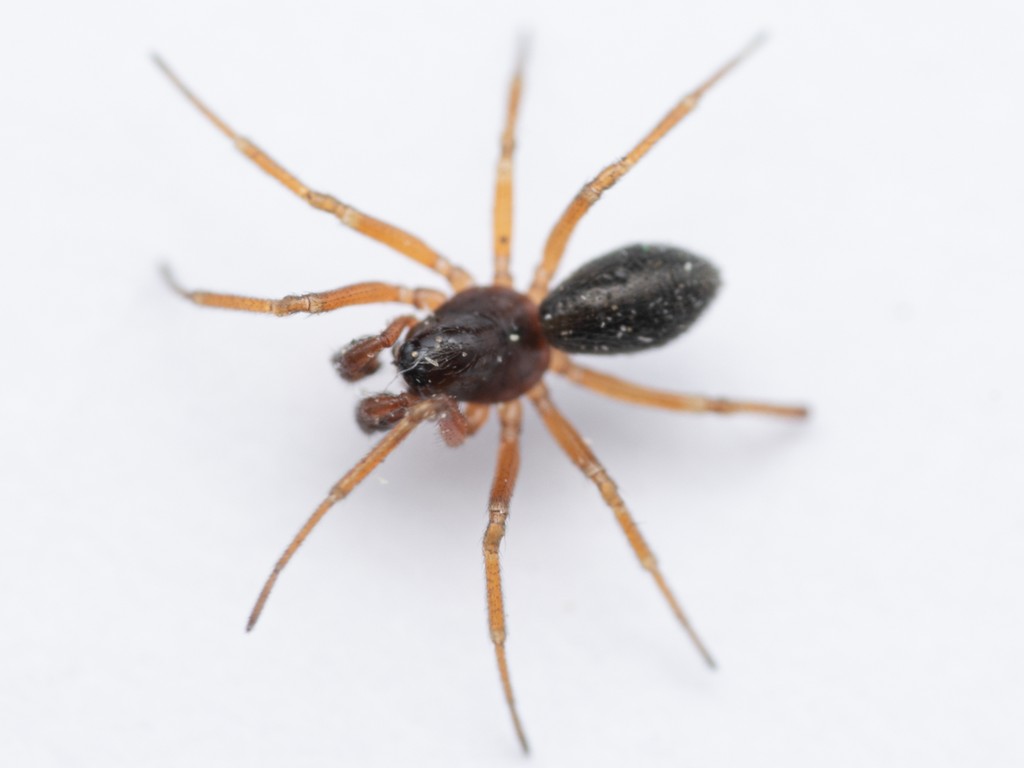 Gnathonarium_dentatum-3.jpg