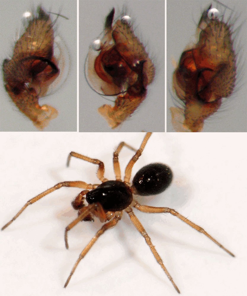 Gnathonarium_dentatum-4.jpg