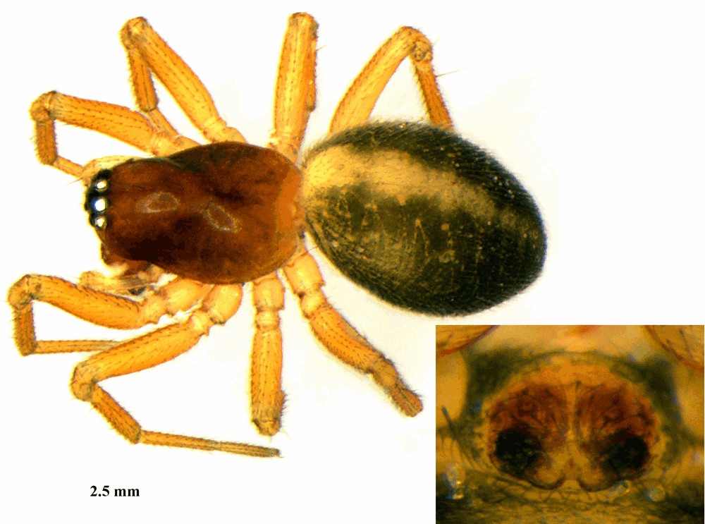 Gnathonarium_dentatum-5.jpg