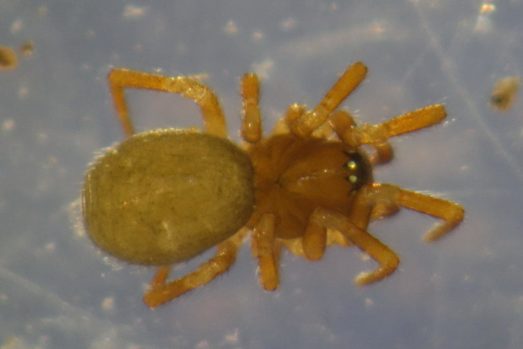 Gongylidiellum_latebricola-1.jpeg