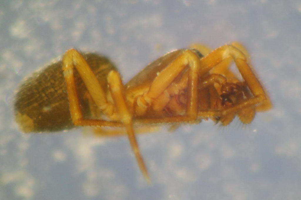 Gongylidiellum_latebricola-2.jpeg