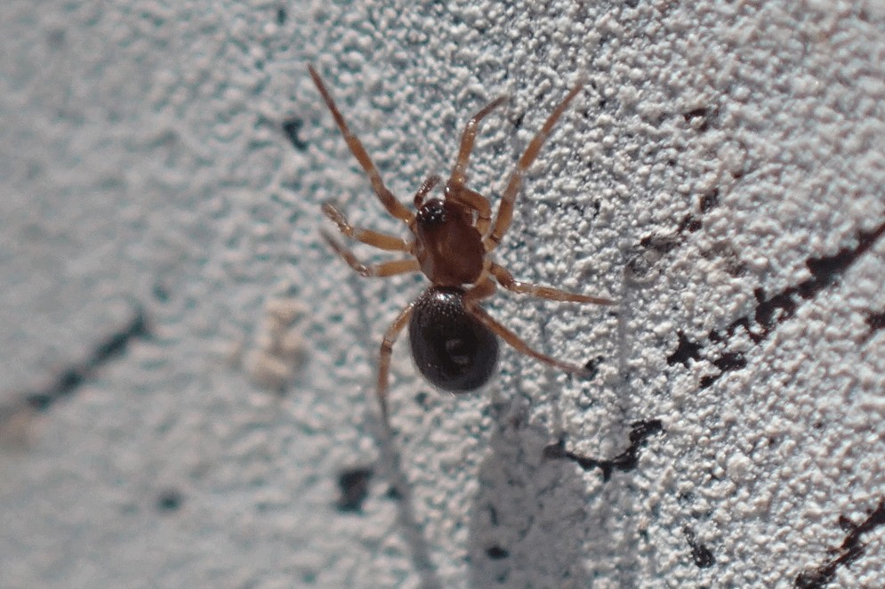 Gongylidiellum_murcidum-1.jpg
