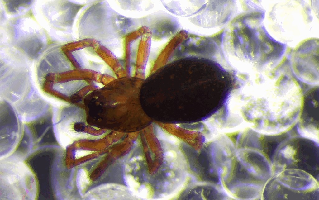 Gongylidiellum_murcidum-1a.jpg