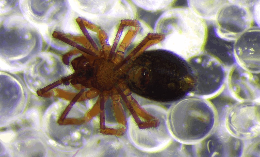 Gongylidiellum_murcidum-1c.jpg