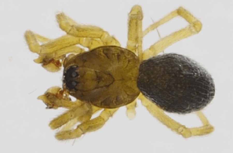 Gongylidiellum_murcidum-2.jpg