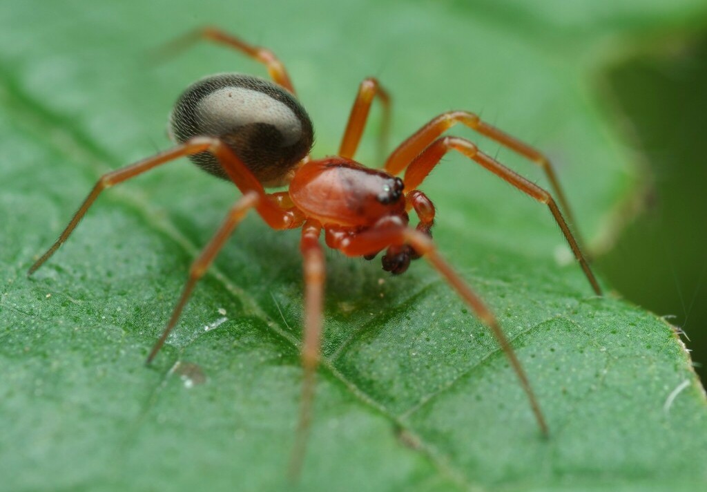 Gongylidium_rufipes-1.jpeg