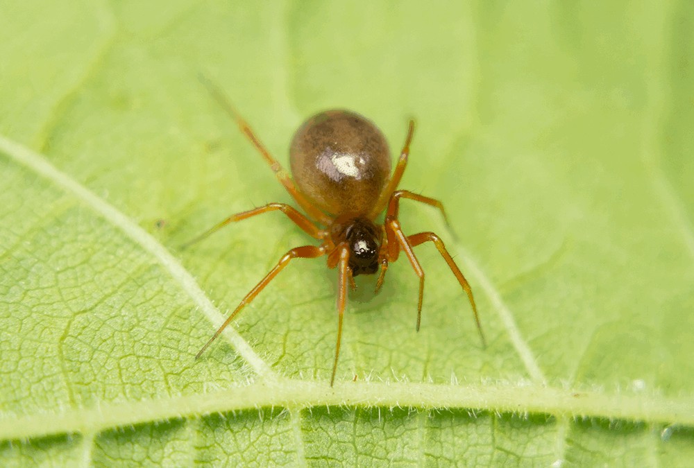Gongylidium_rufipes-2.jpg