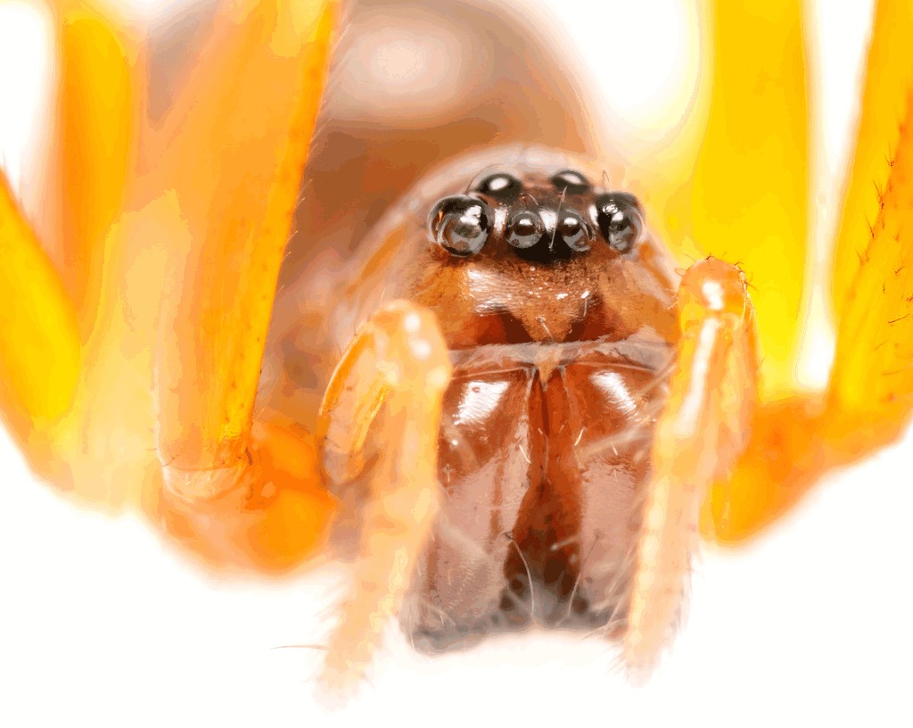 Gongylidium_rufipes-3.jpg