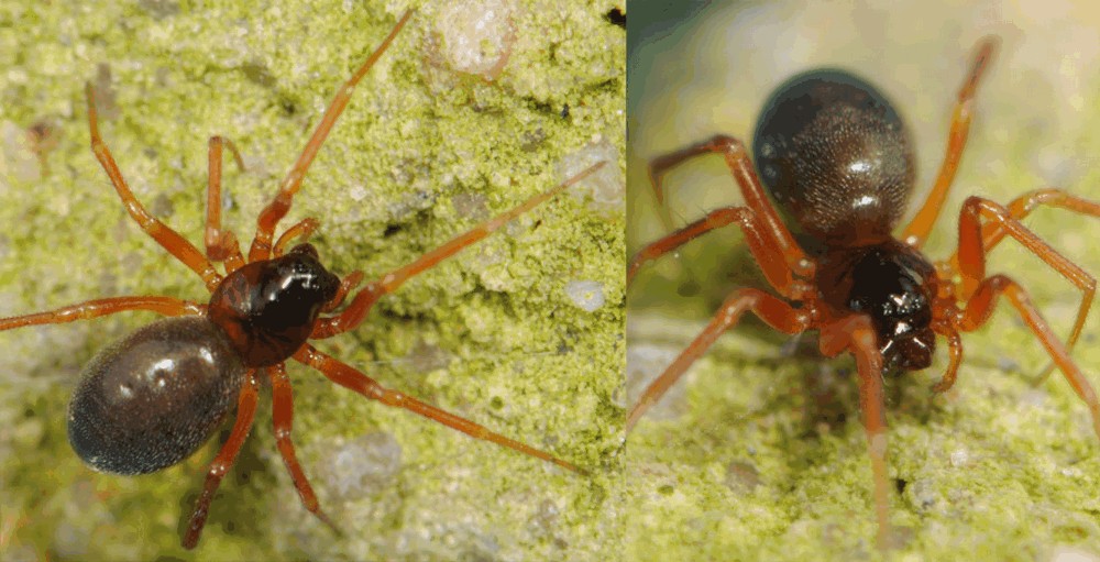 Gongylidium_rufipes-4.jpg