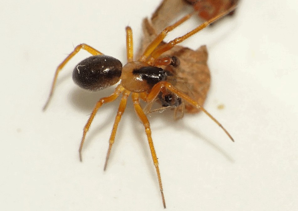 Gongylidium_rufipes-5.jpg