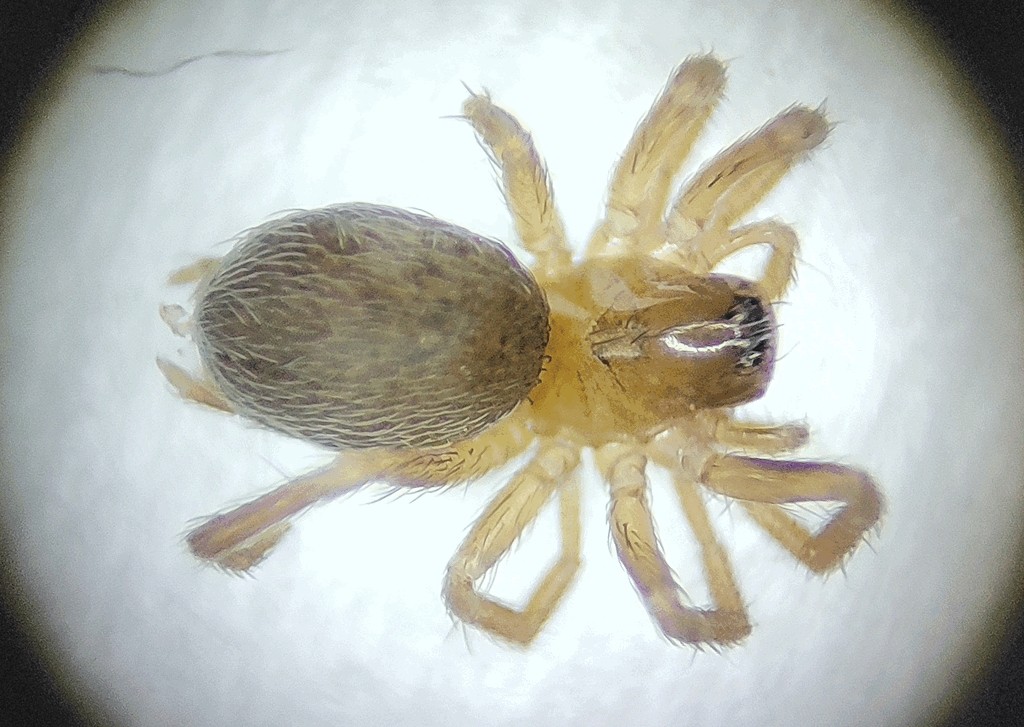 Hahnia_pusilla-3.jpg