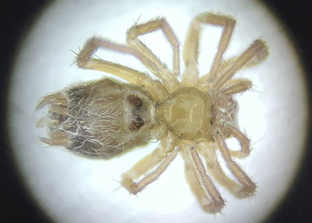 Hahnia_pusilla-4.jpg