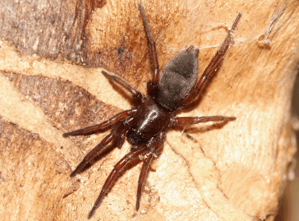 Haplodrassus_cognatus-1.jpg