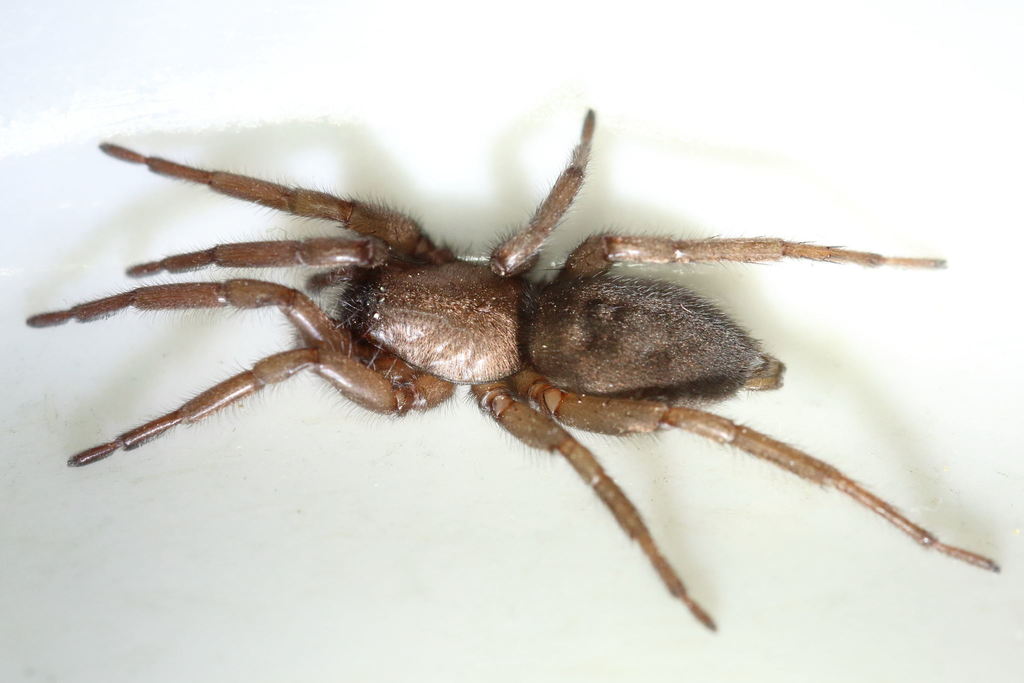 Haplodrassus_cognatus-3.jpg