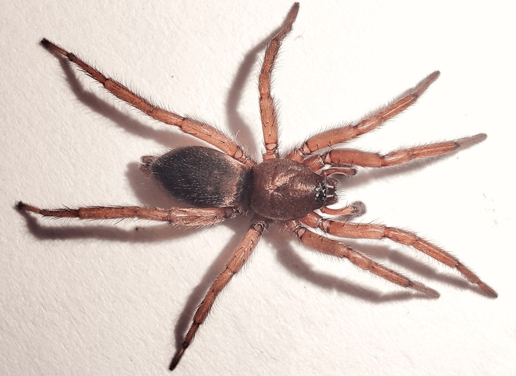 Haplodrassus_cognatus-4.jpg