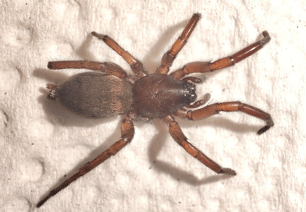 Haplodrassus_cognatus-5.jpg