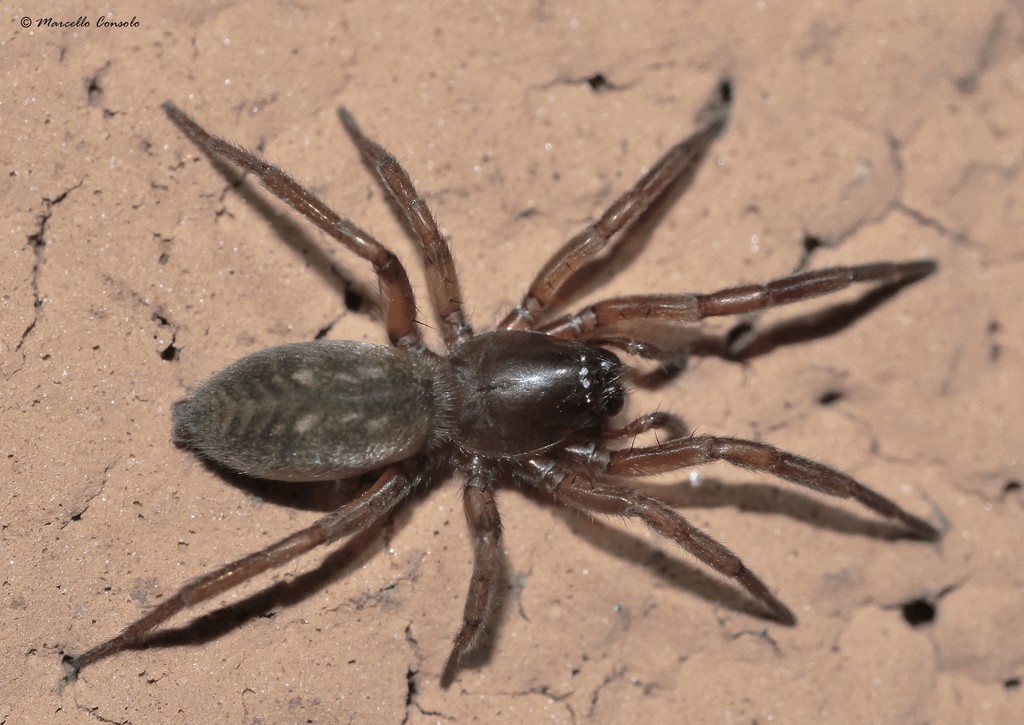 Haplodrassus_dalmatensis-1.jpg