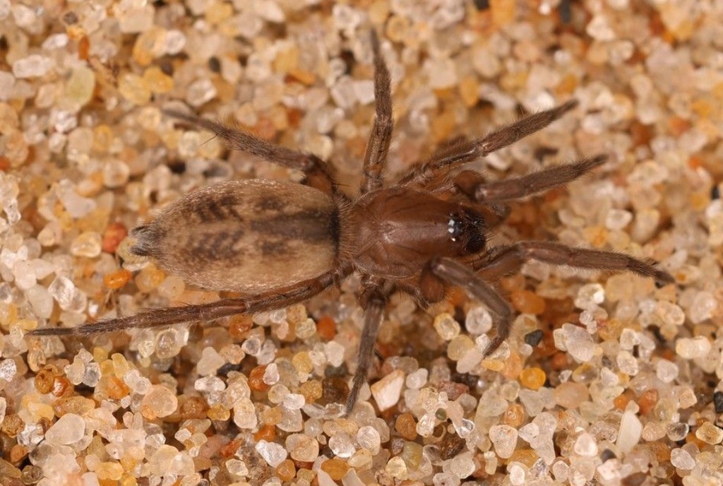 Haplodrassus_dalmatensis-4.jpg
