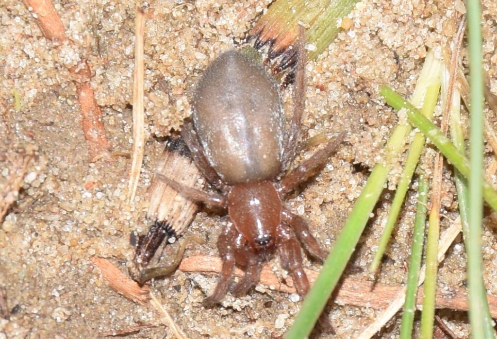 Haplodrassus_moderatus-1.jpg