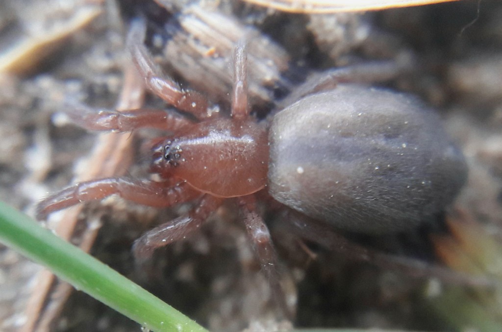 Haplodrassus_moderatus-2.jpg