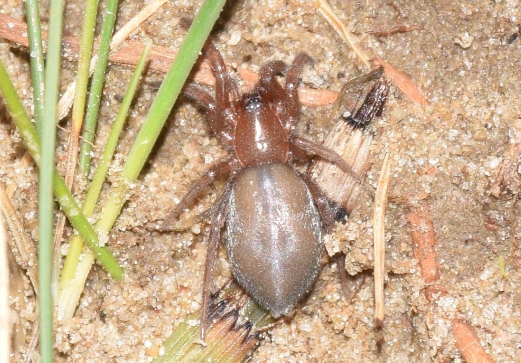 Haplodrassus_moderatus-3.jpg
