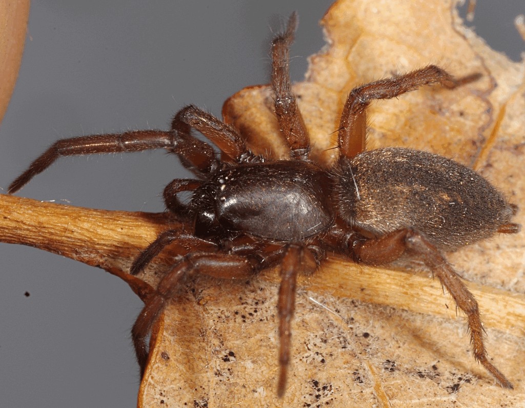 Haplodrassus_signifer-1.jpg
