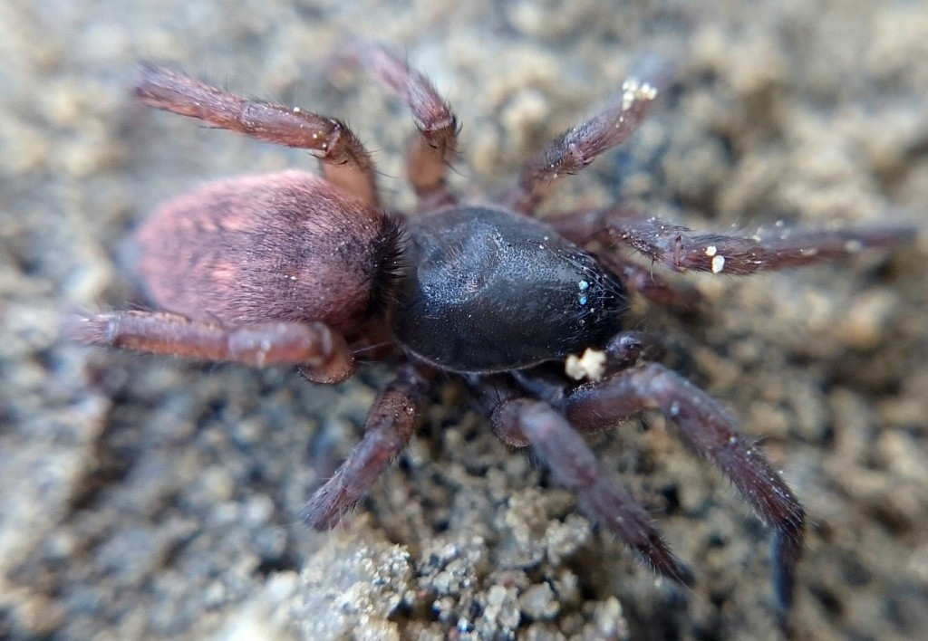 Haplodrassus_signifer-2.jpg
