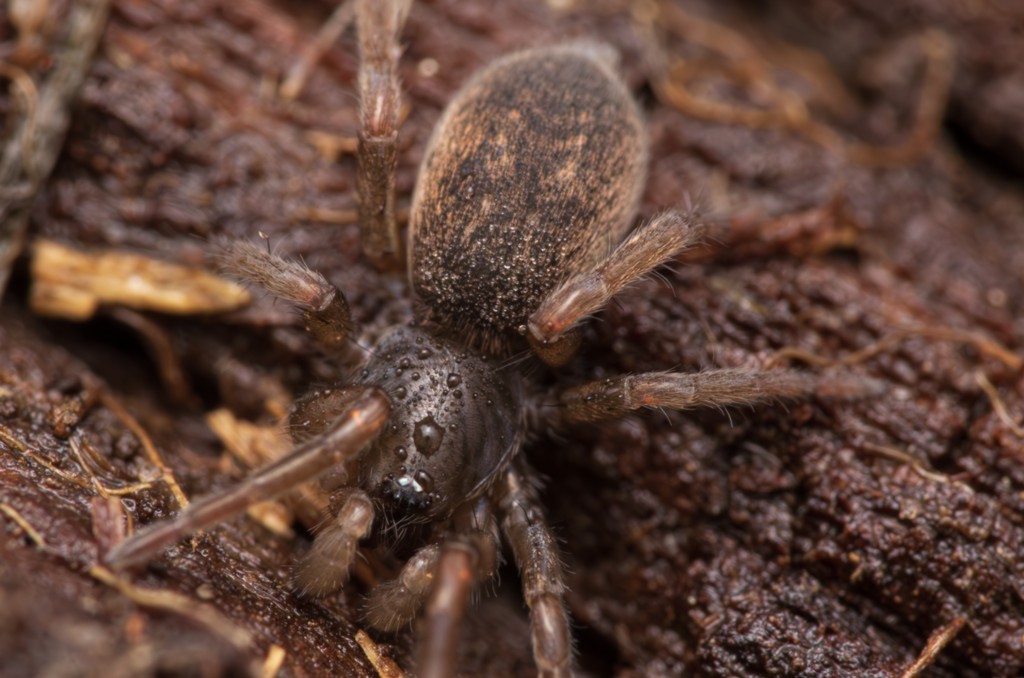 Haplodrassus_signifer-3.jpg