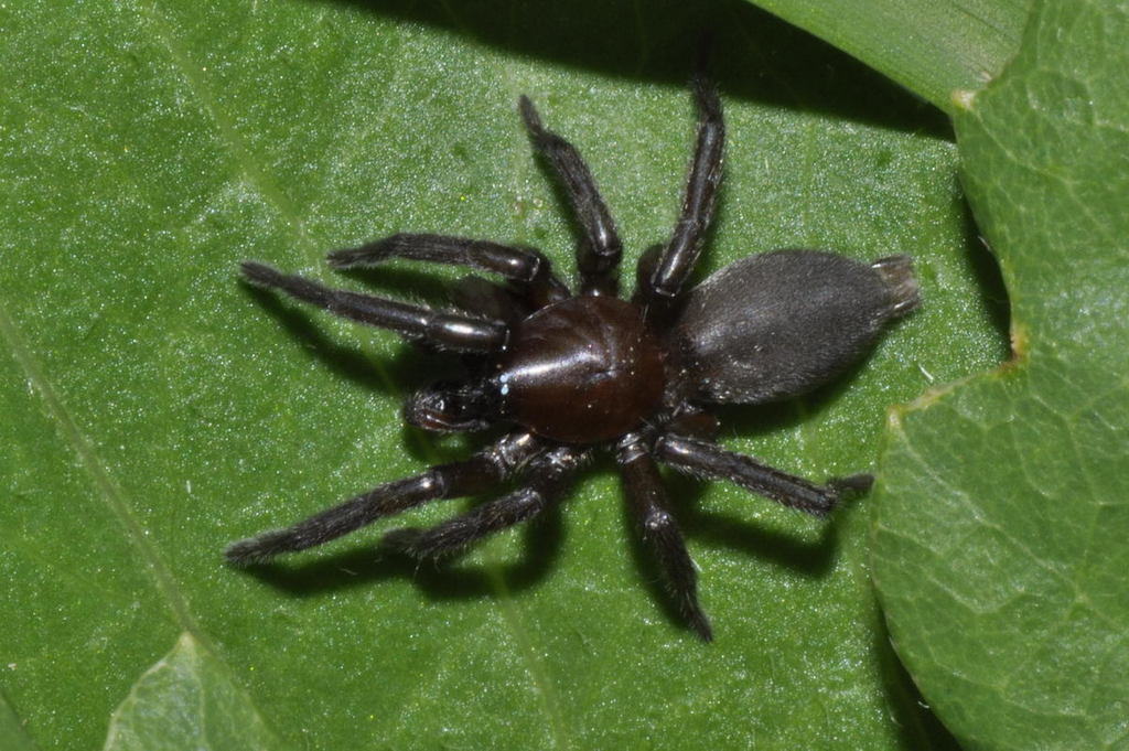 Haplodrassus_silvestris-2.jpeg