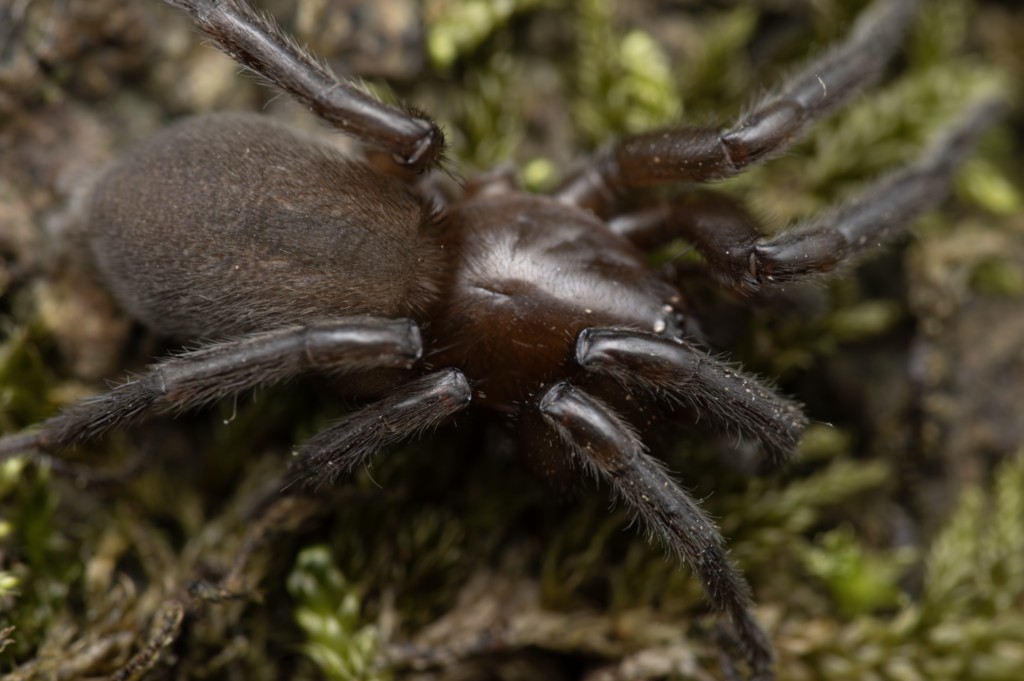 Haplodrassus_silvestris-3.jpg