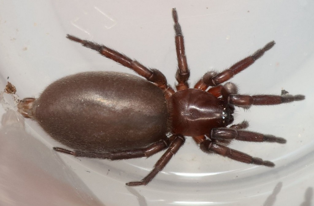 Haplodrassus_silvestris-5.jpg