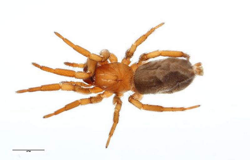 Haplodrassus_soerenseni-1.jpg